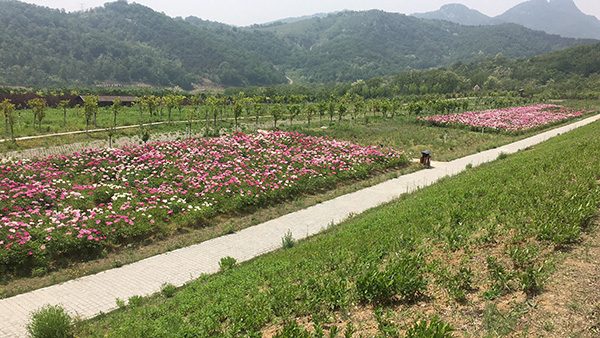 1527842307116666.jpg 10.jpg